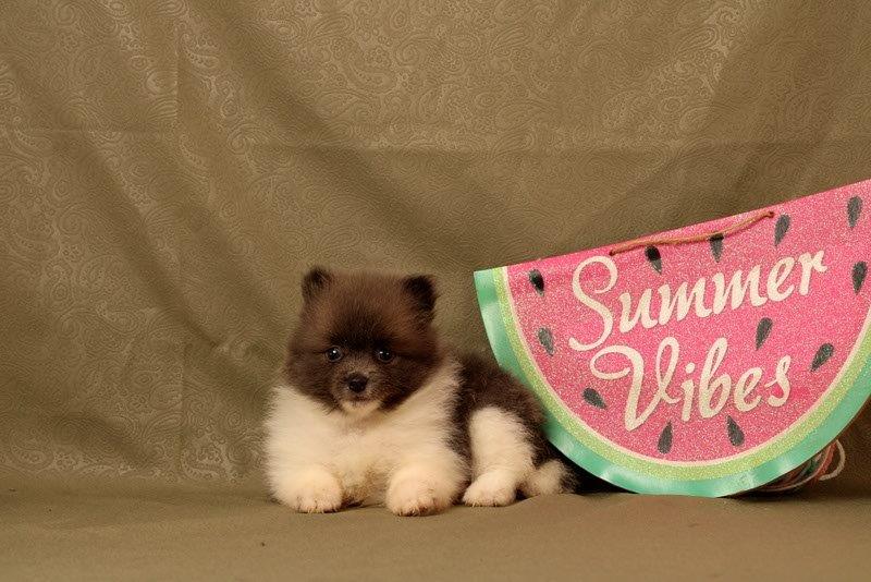 puppy, for, sale, Pomeranian, Matthew B. Stoltzfus, dog, breeder, Gap, PA, dog-breeder, puppy-for-sale, forsale, nearby, find, puppyfind, locator, puppylocator, aca
